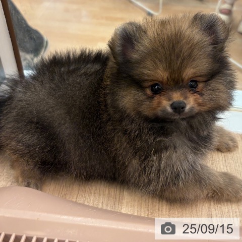 ポメラニアンの写真