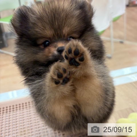 ポメラニアンの写真