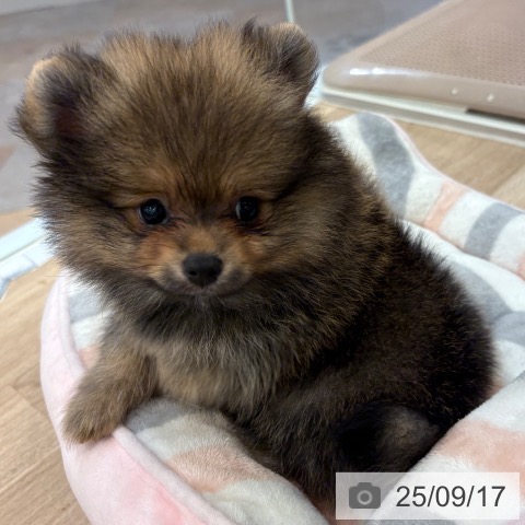 ポメラニアンの写真