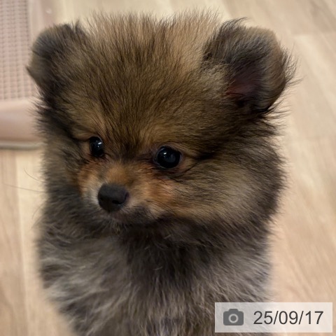ポメラニアンの写真
