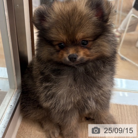 ポメラニアンの写真