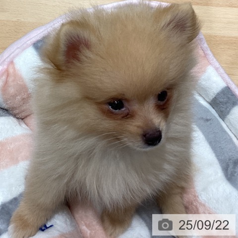 ポメラニアンの写真