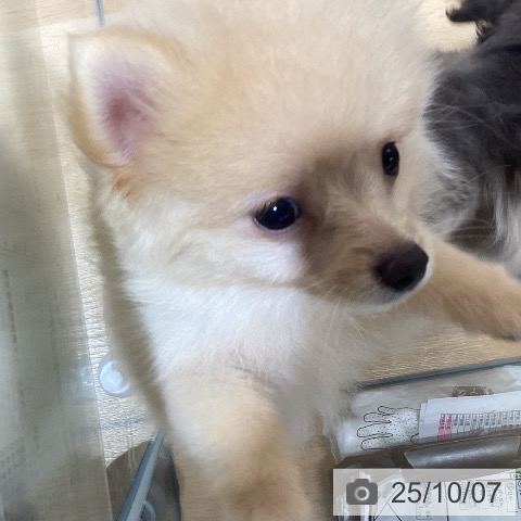 ポメラニアンの写真