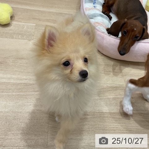 ポメラニアンの写真