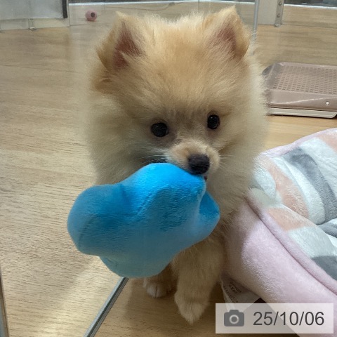 ポメラニアンの写真