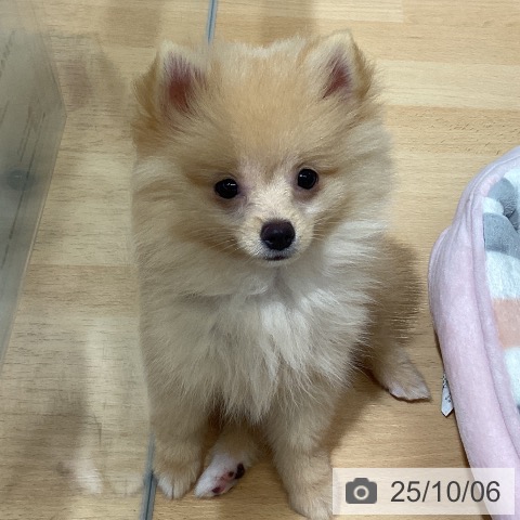 ポメラニアンの写真
