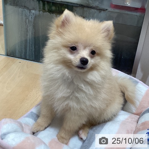 ポメラニアンの写真