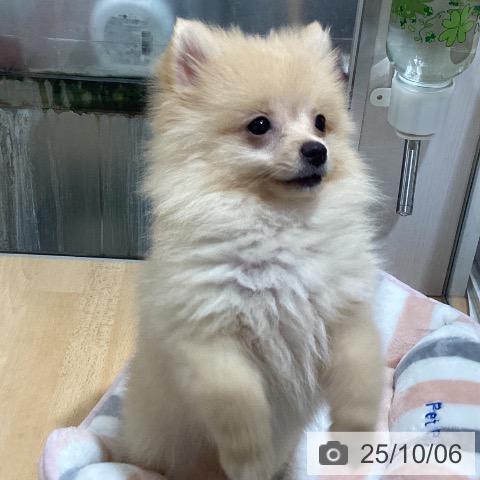 ポメラニアンの写真