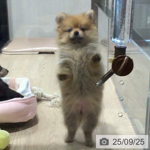 ポメラニアンの写真