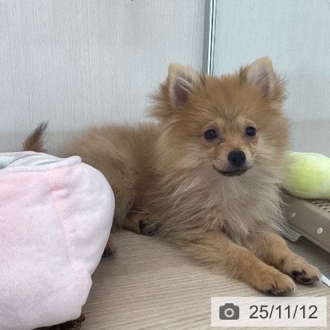 ポメラニアンの写真