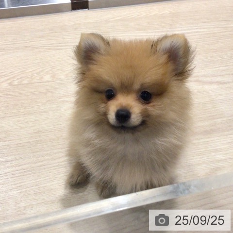ポメラニアンの写真