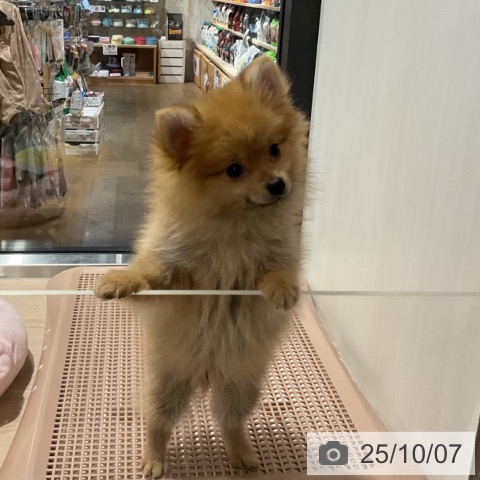 ポメラニアンの写真