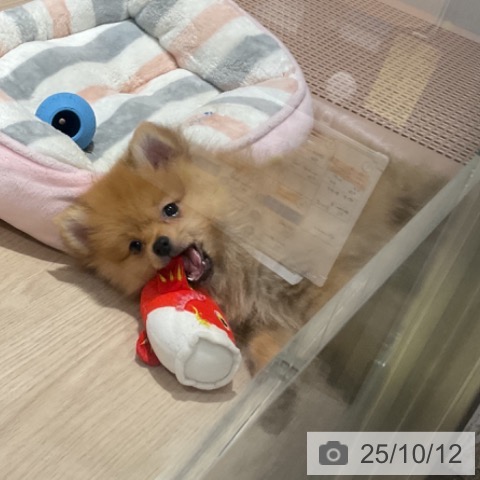 ポメラニアンの写真