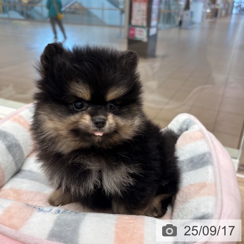 ポメラニアンの写真