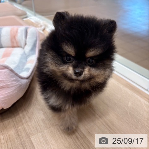 ポメラニアンの写真
