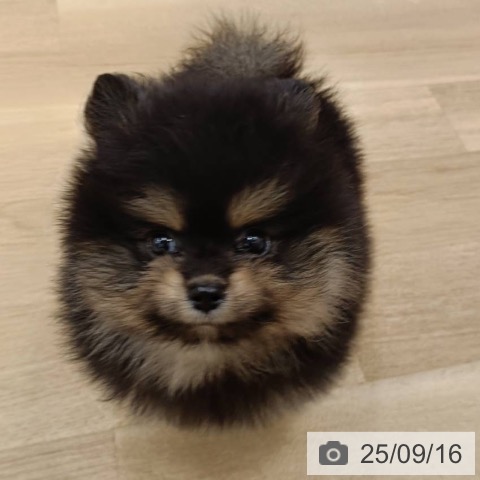 ポメラニアンの写真