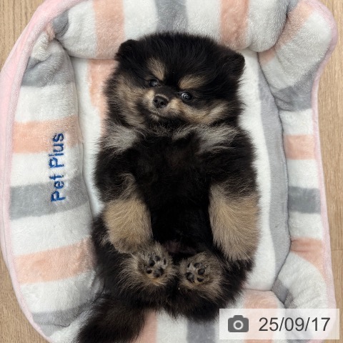 ポメラニアンの写真