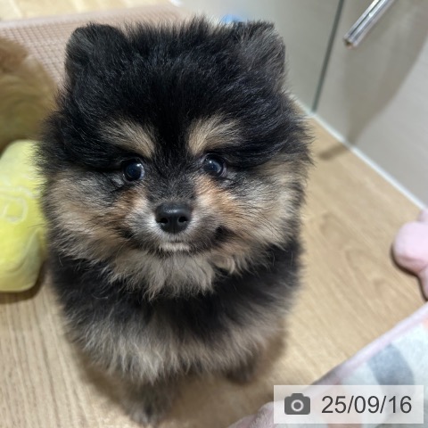 ポメラニアンの写真