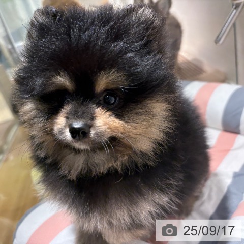 ポメラニアンの写真