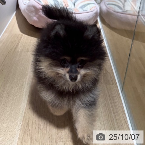 ポメラニアンの写真