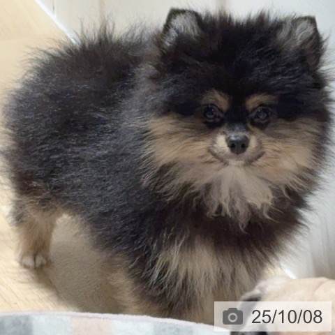 ポメラニアンの写真