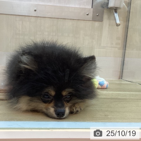 ポメラニアンの写真