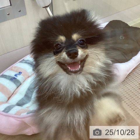 ポメラニアンの写真
