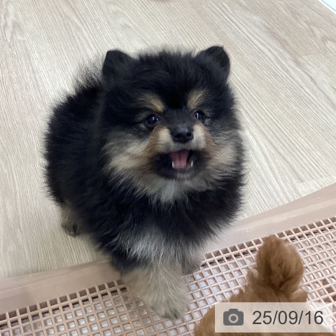 ポメラニアンの写真