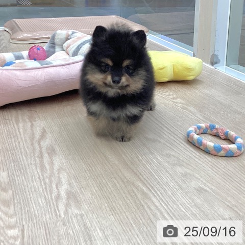 ポメラニアンの写真
