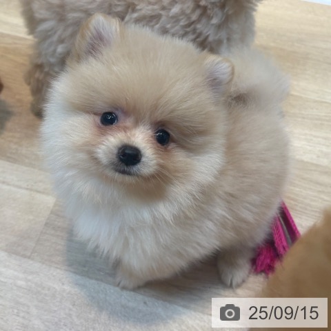 ポメラニアンの写真