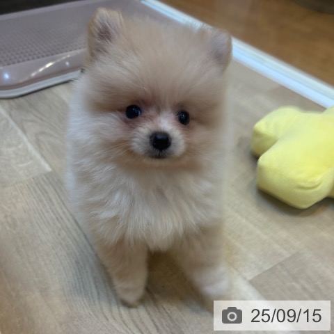 ポメラニアンの写真