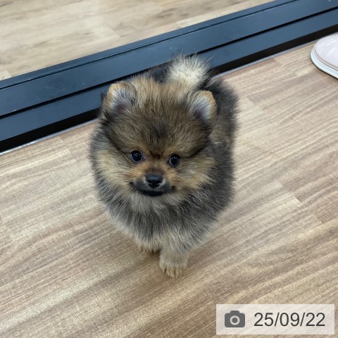 ポメラニアンの写真