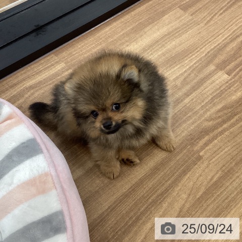 ポメラニアンの写真
