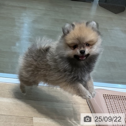 ポメラニアンの写真