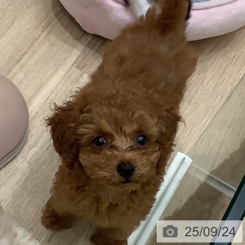 トイ・プードルの写真