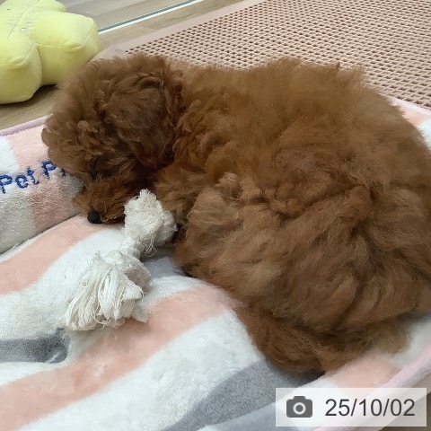 トイ・プードルの写真