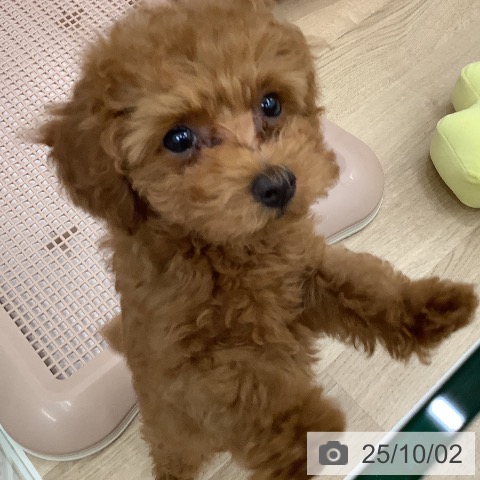 トイ・プードルの写真