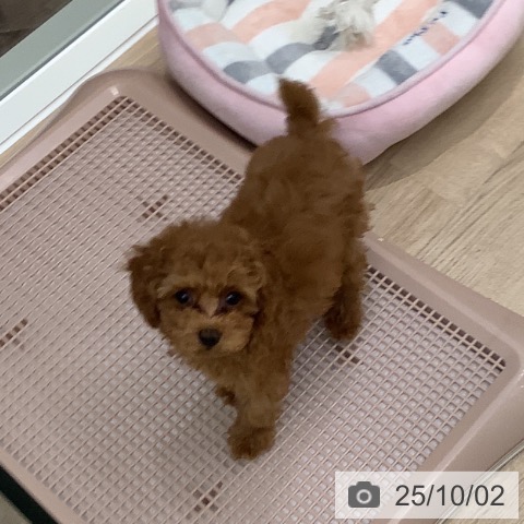 トイ・プードルの写真