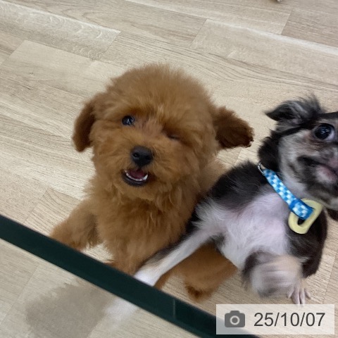 トイ・プードルの写真