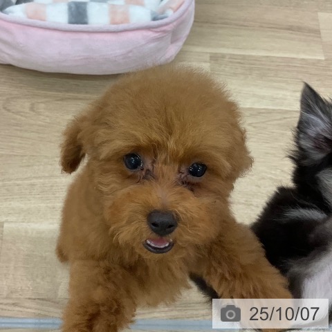 トイ・プードルの写真