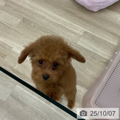 トイ・プードルの写真