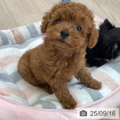 トイ・プードルの写真