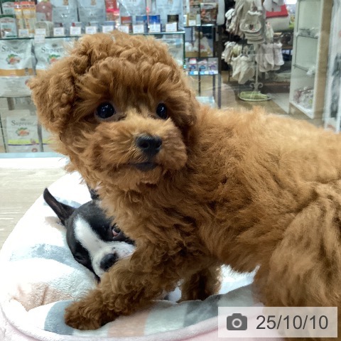 トイ・プードルの写真