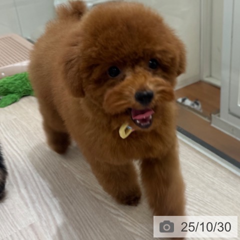 トイ・プードルの写真