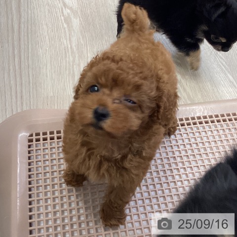 トイ・プードルの写真