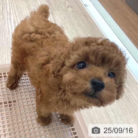 トイ・プードルの写真