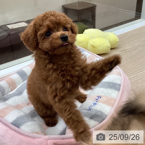 トイ・プードルの写真