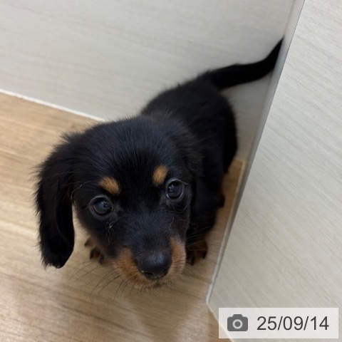 ミニチュア・ダックスフンドの写真