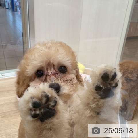 トイ・プードルの写真