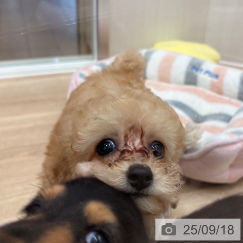 トイ・プードルの写真